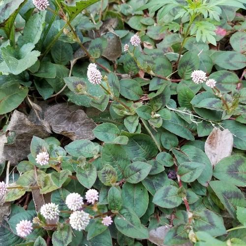 Ground cover with pink flowers