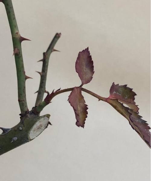 A rose branch shows the two pruning cuts: a heading cut and a thinning cut