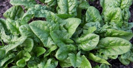 Spinach growing in vegetable garden