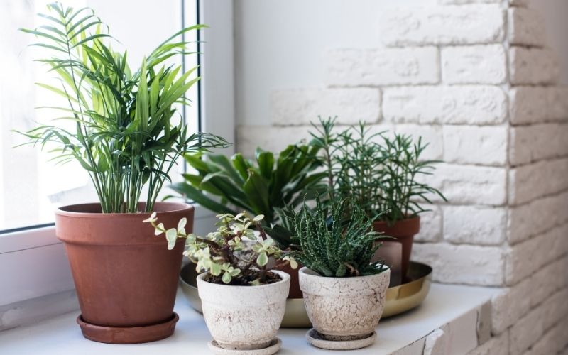 Houseplants in pots