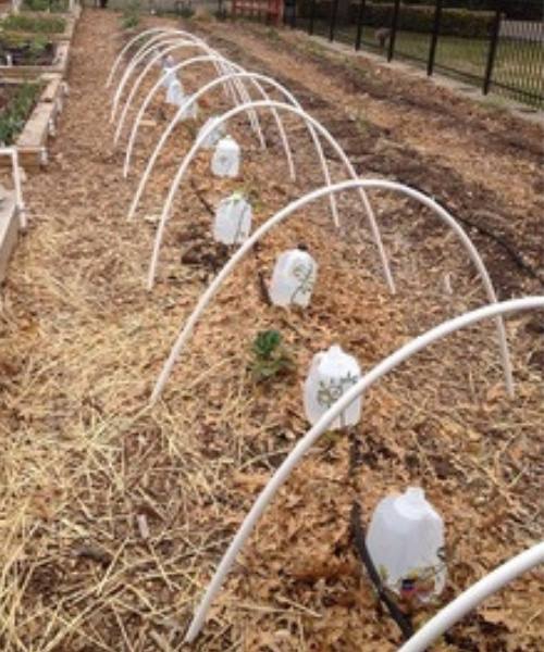 Tomato transplants with water jugs for warmth and frames for frost cloth