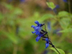 Black and blue salvia in bloom