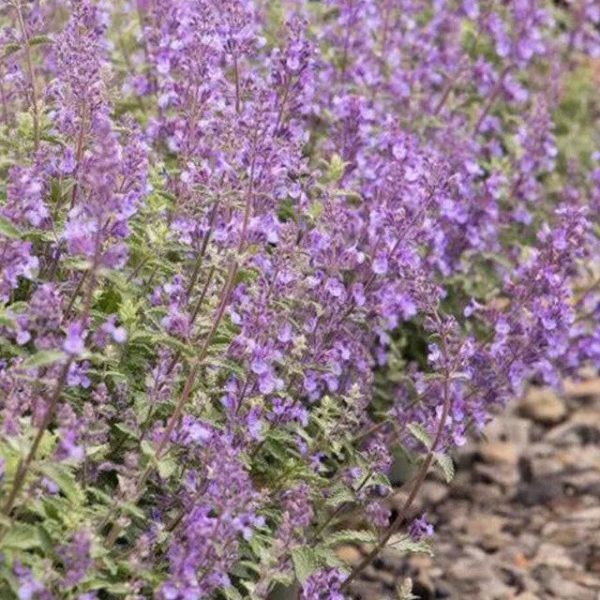 Plant of the Month: Walker’s Low Catmint - Dallas County Master ...