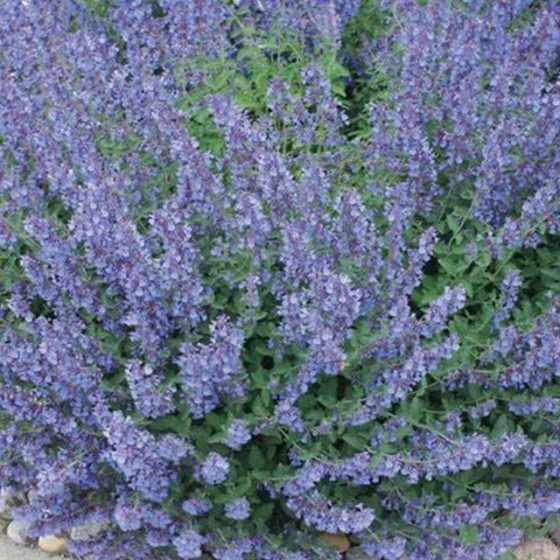 Plant of the Month: Walker’s Low Catmint - Dallas County Master ...