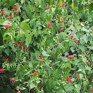 Plant of the Month: Big Momma Turk’s Cap - Dallas County Master ...