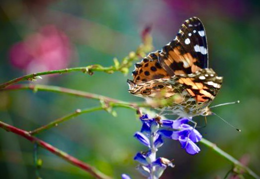 Master gardener Janet Smith's educational talks inspire green