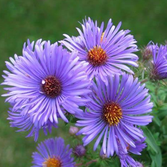 Plant of the Month - Fall Aster - Dallas County Master Gardeners ...