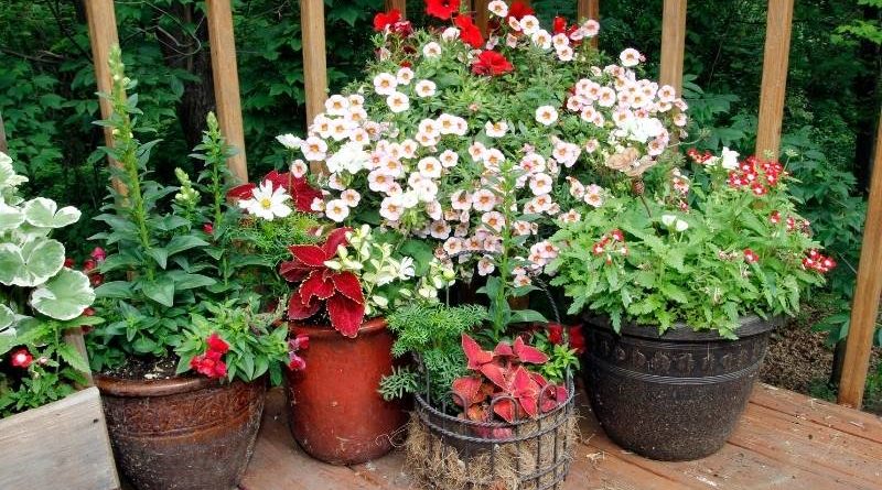 https://dallascountymastergardeners.org/wp-content/uploads/2022/10/containerarticleMAIN-800x445.jpg