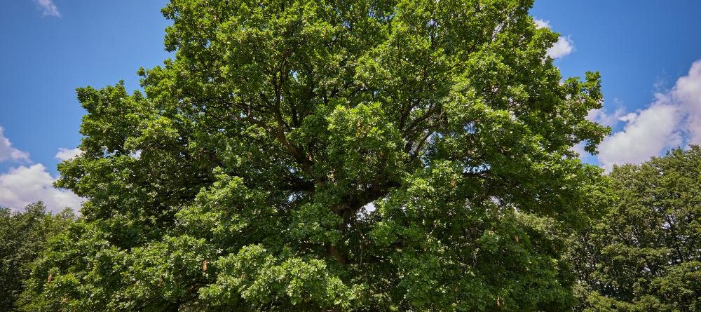 FREE TREES! 200 native Texas tree available Saturday at drive-up event