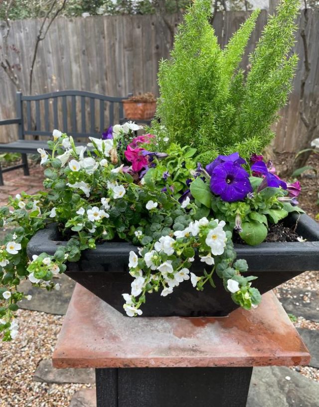 Spring Containers for the Porch or Patio - Dallas County Master ...