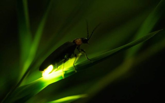 Are Fireflies Disappearing? - Dallas County Master Gardeners Association