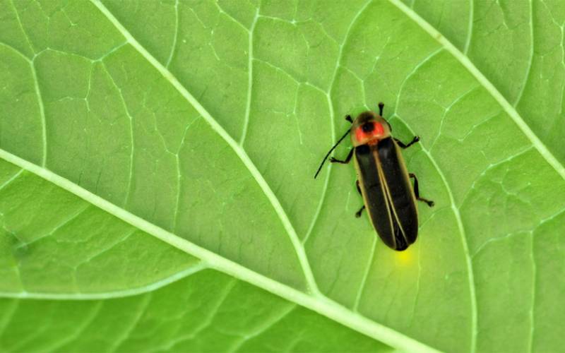 are-fireflies-disappearing-dallas-county-master-gardeners-association