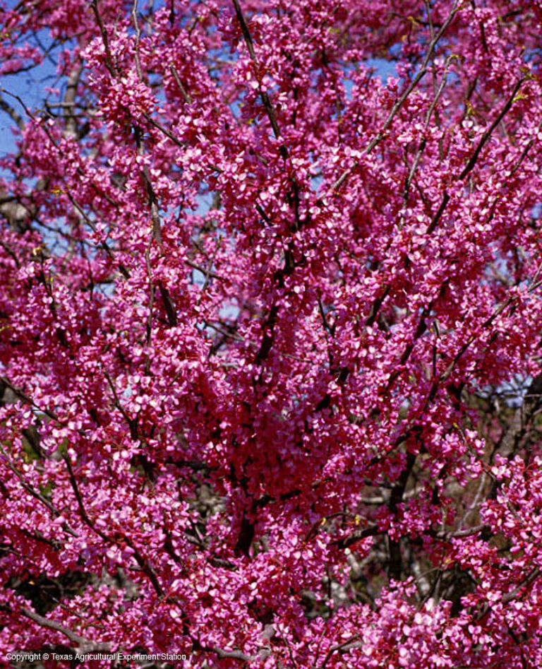 Plant of the Month - Texas Redbud - Dallas County Master Gardeners ...