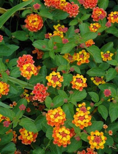 Texas Lantana - Dallas County Master Gardeners Association