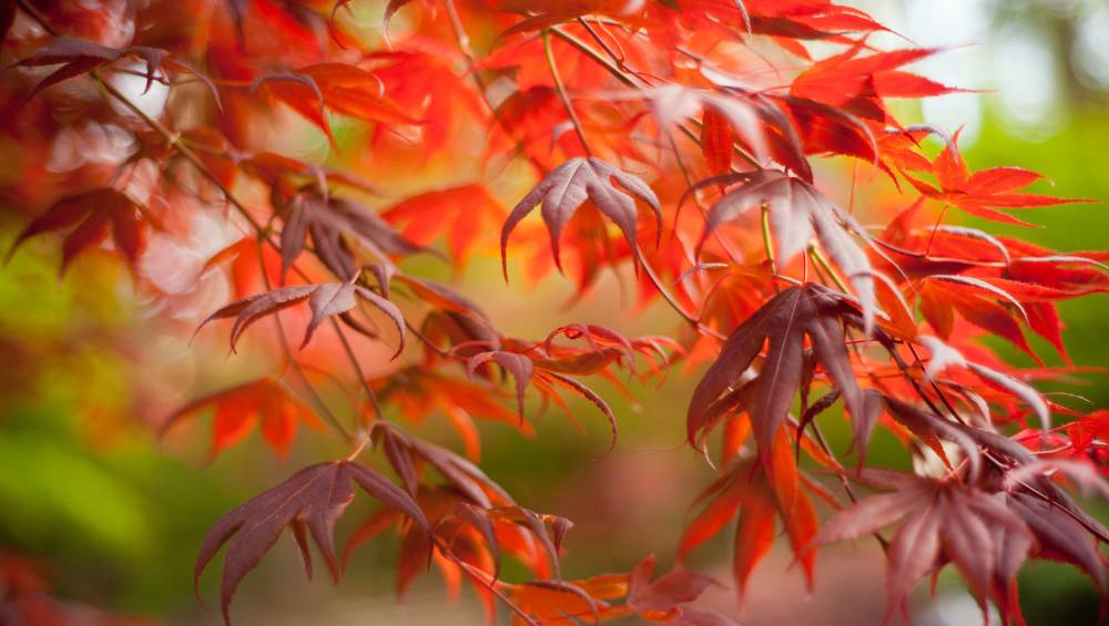 The 2023 Japanese Maple Sale Dallas County Master Gardeners Association   Untitled Design53 