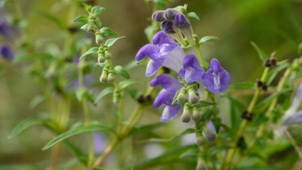 Scutellaria wrightii - Dallas County Master Gardeners Association