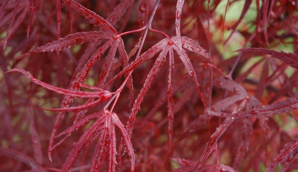 The DCMGA Spring Japanese Maple Sale