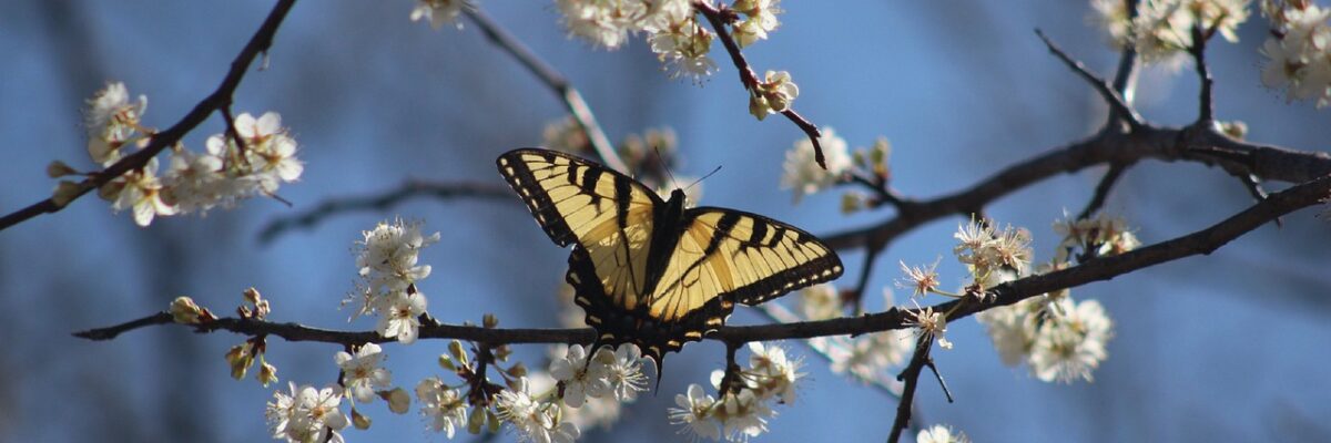 swallowtail-7373087_1280 swallowtail-7373087_1280