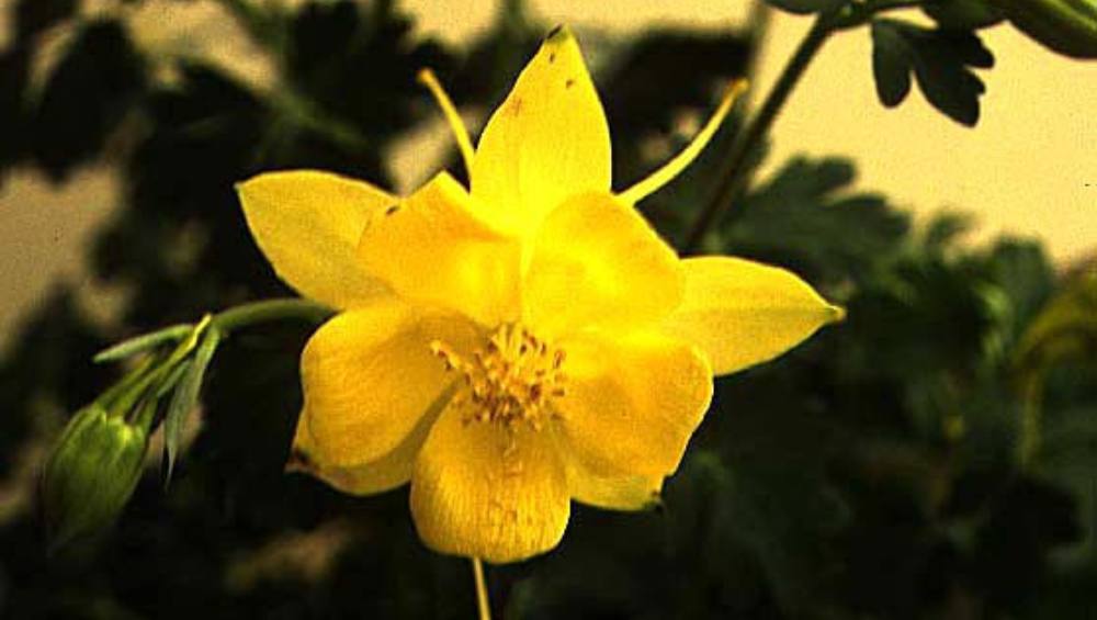 Aquilegia chrysantha hinckleyana ‘Texas Gold’