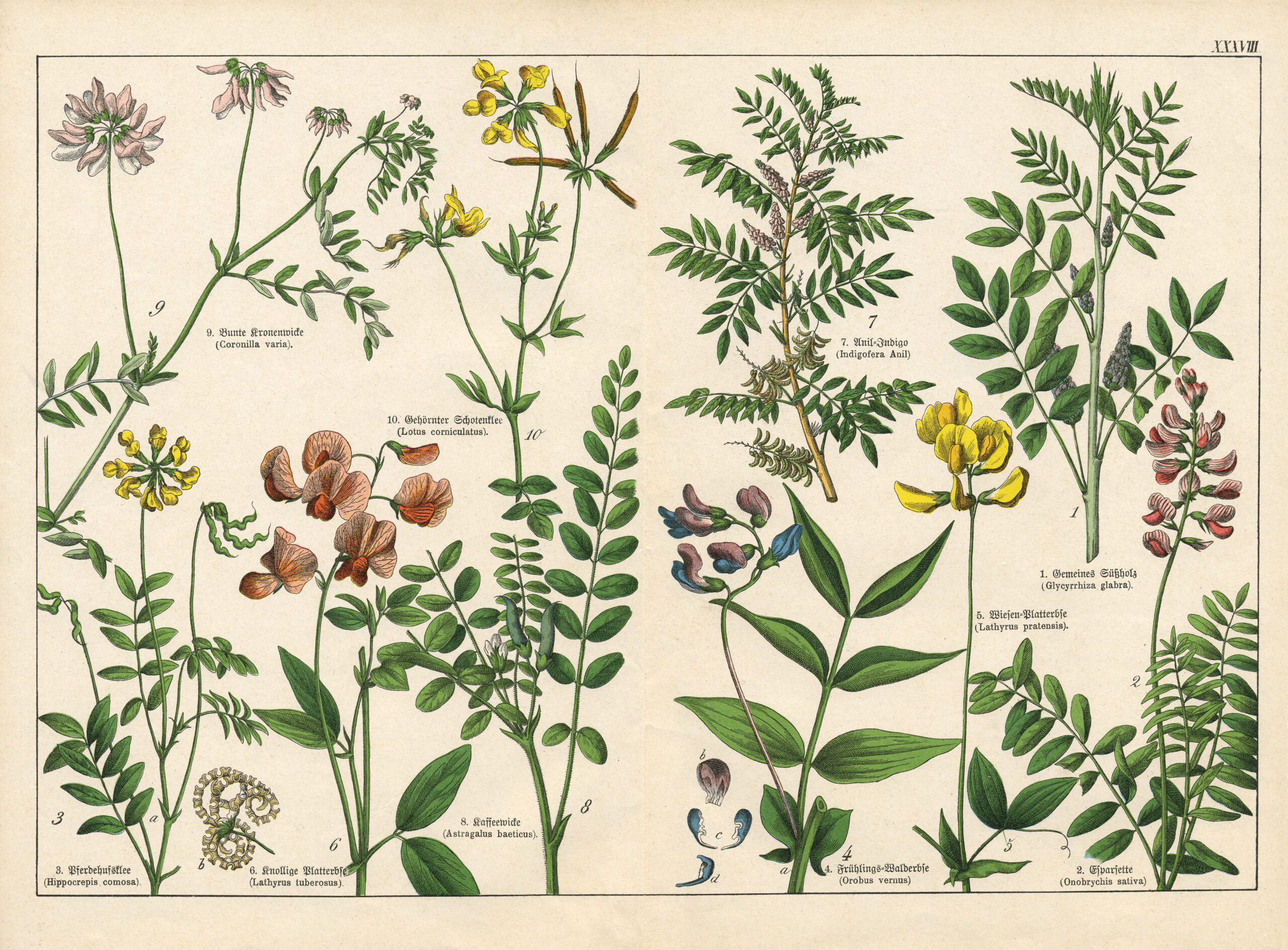 The Importance of Botanical Names
