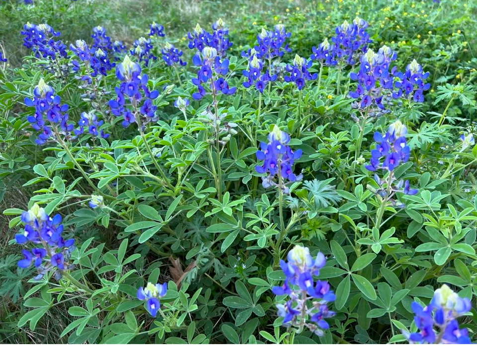 Bluebonnets Come to Lakewood