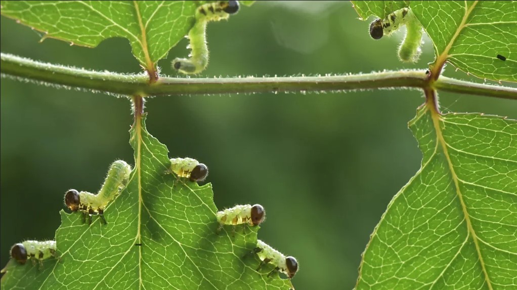 Why You Should Let Insects Eat Your Plants