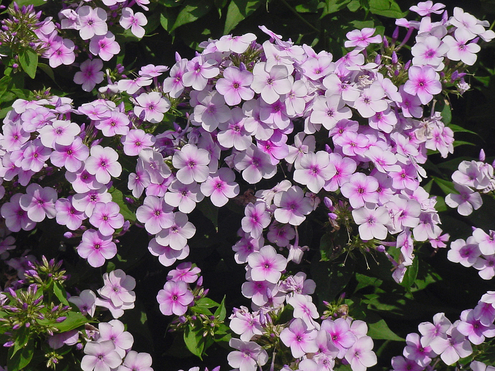 Phlox paniculata 'John Fanick' - Dallas County Master Gardeners Association