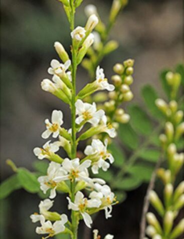 Eysenhardtia texana, Texas Kidneywood - Dallas County Master Gardeners ...