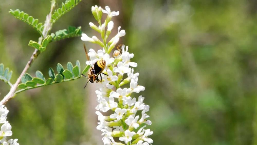 Eysenhardtia texana, Texas Kidneywood - Dallas County Master Gardeners ...