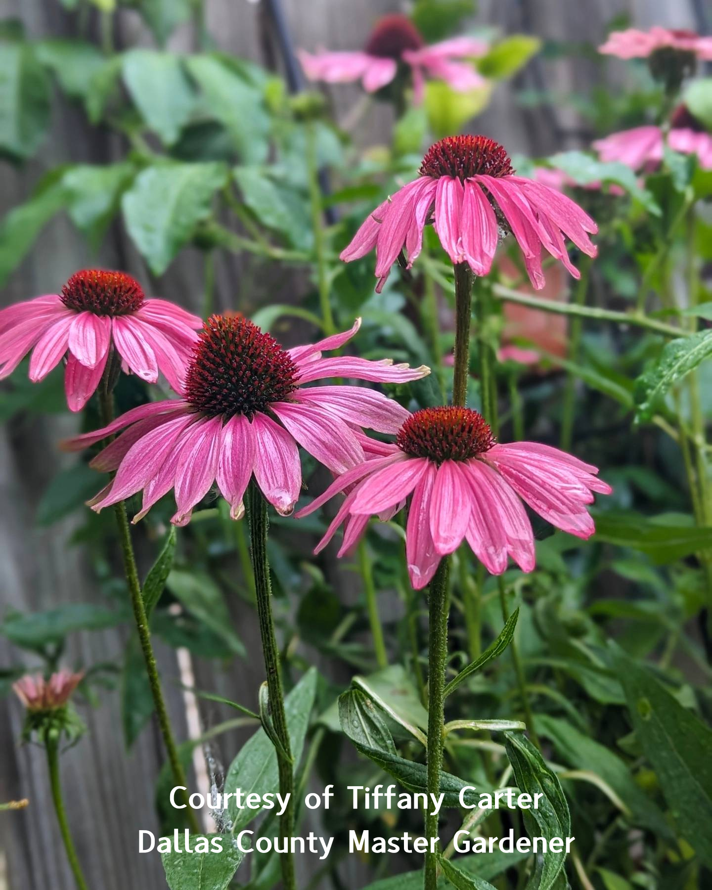 Echinacea purpurea, Purple Coneflower