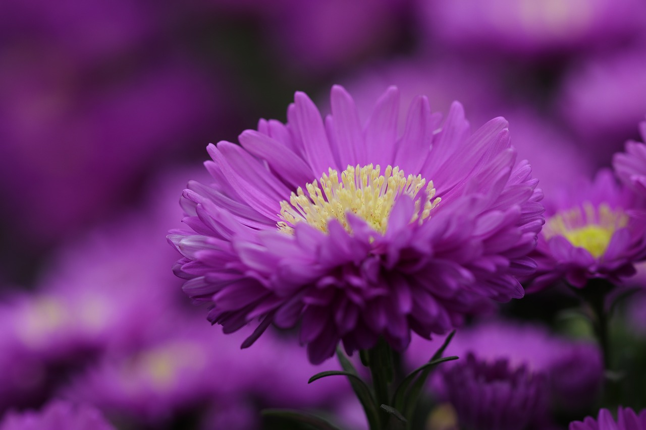 Symphyotrichum oblongifolium, Fall Aster