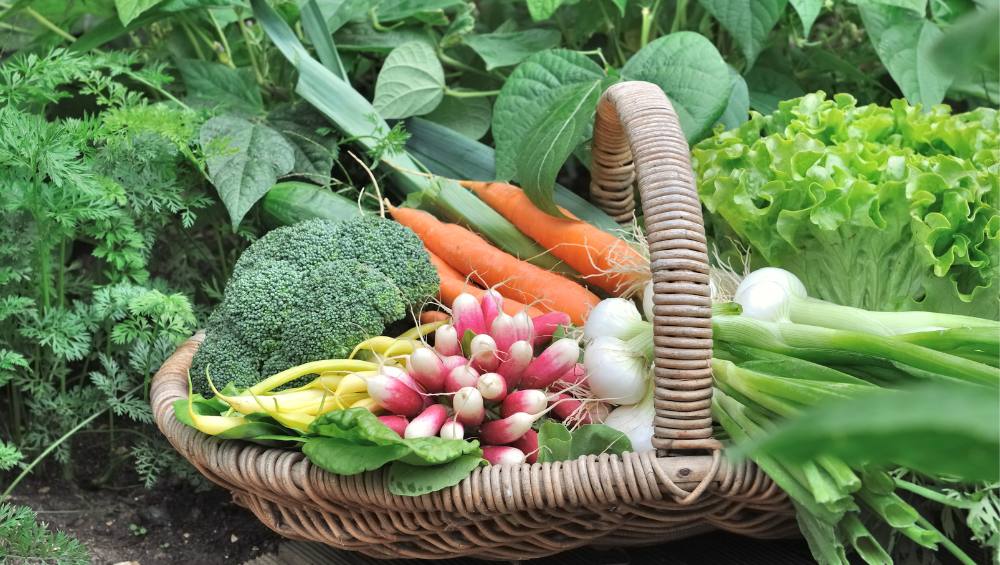 Pollinators in the Vegetable Garden