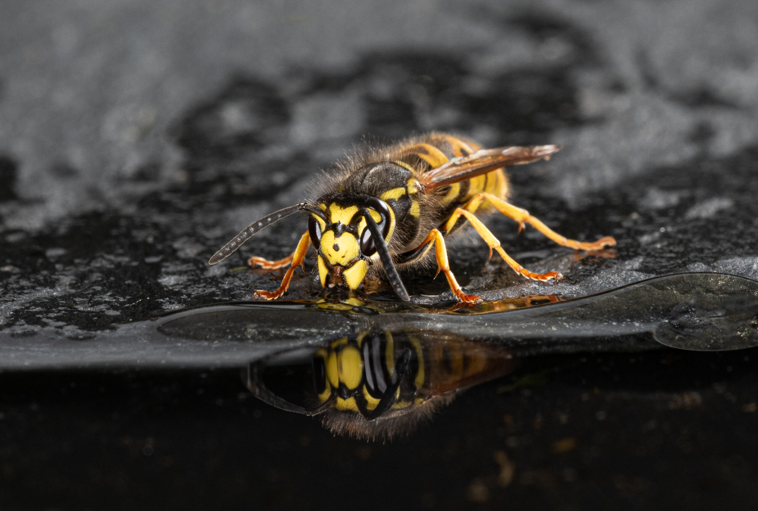 Why Are Wasps In My Garden?