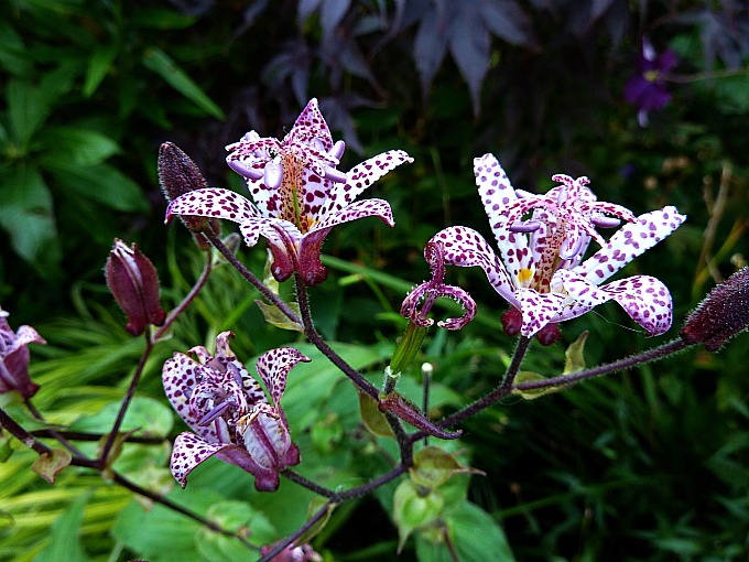 Tricyrtis hirta, Toad Lily