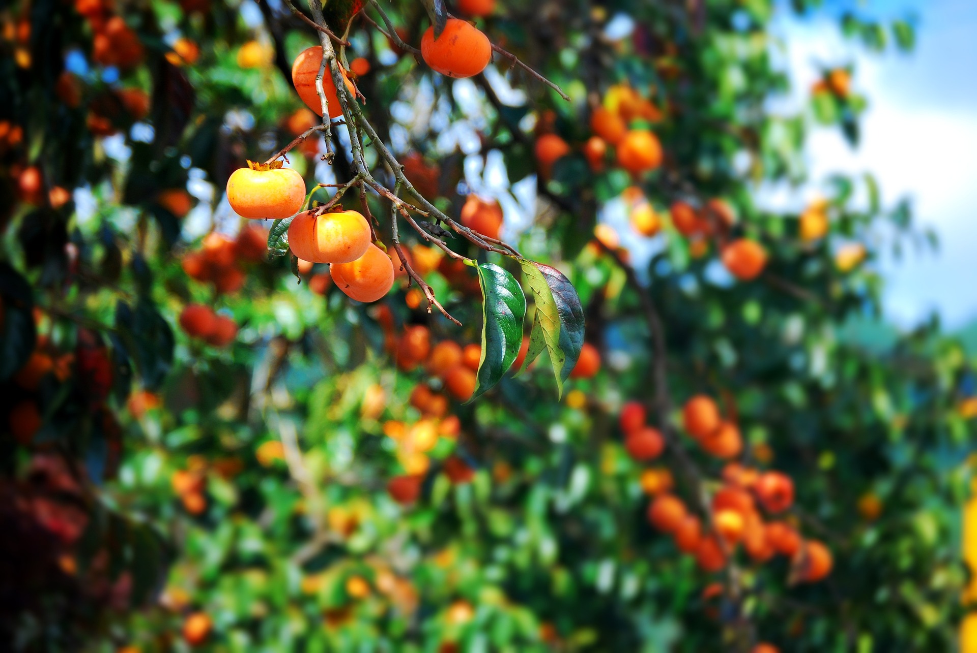 “Pucker Up” and Enjoy Persimmon Season