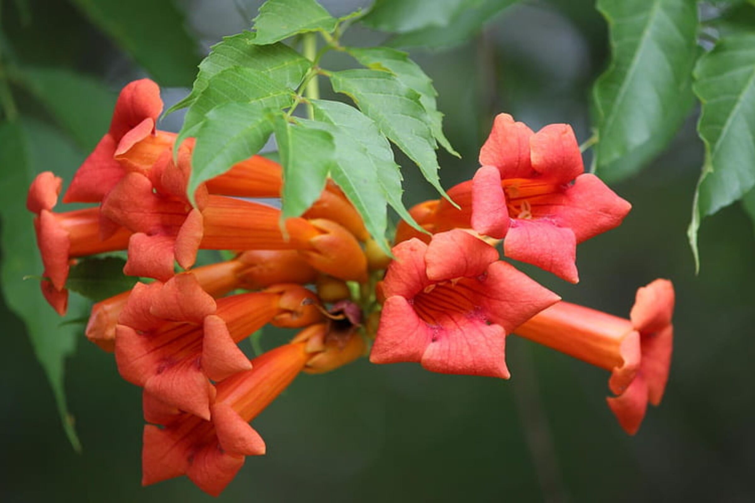 Bignonia capreolata ‘Tangerine Beauty’ Crossvine