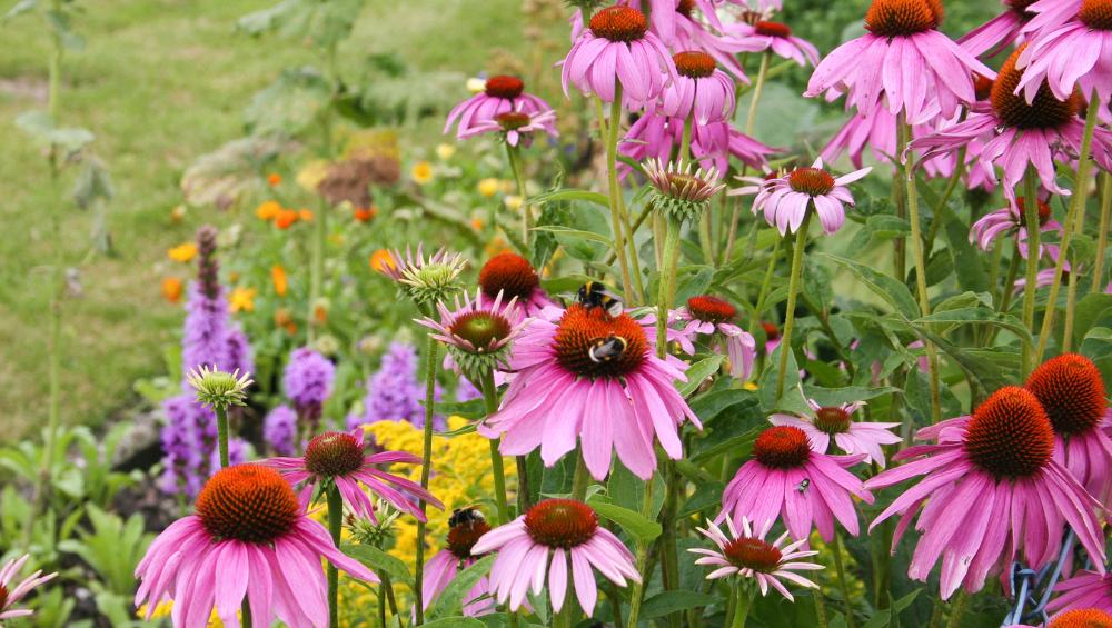 Wildscape Your Yard