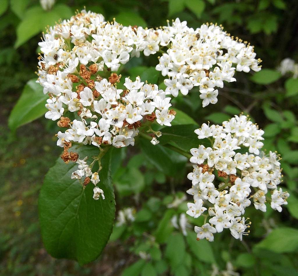 Rusty_Blackhaw_Vibu_RO3n1J2rMumA