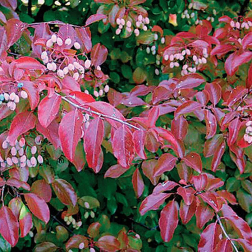 Viburnum rufidulum