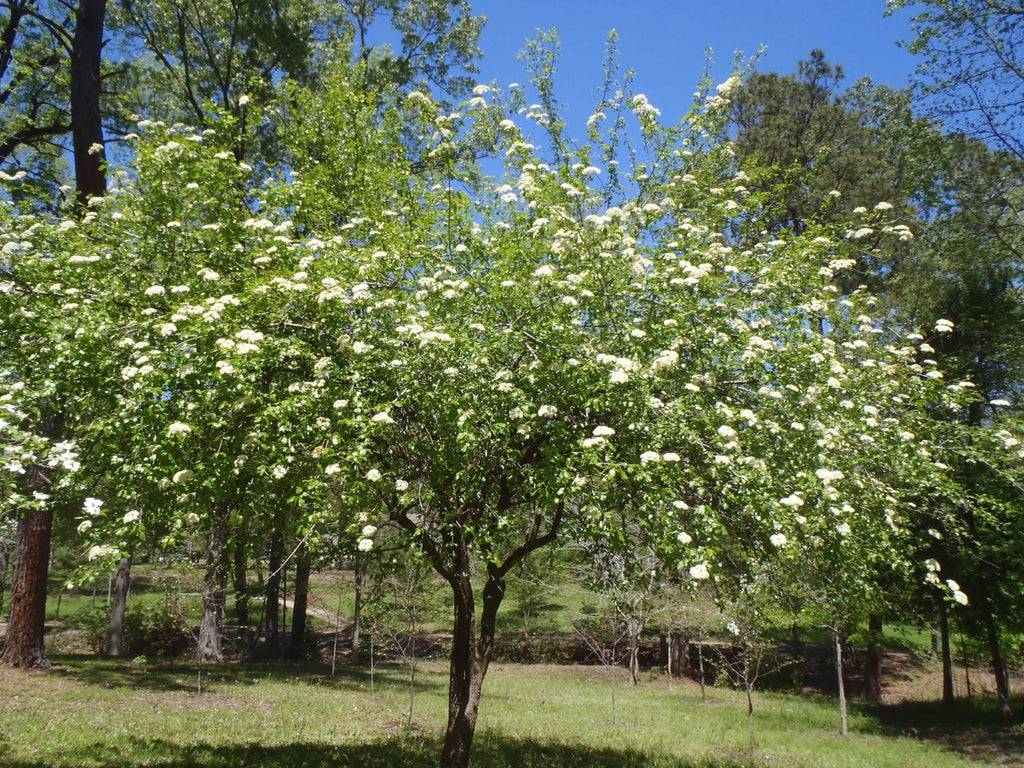 Viburnum_rufidulum_f_ptLwPronxX1c
