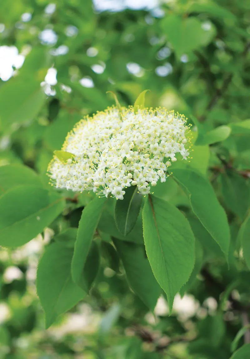 Viburnum rufidulum, Rusty Blackhaw