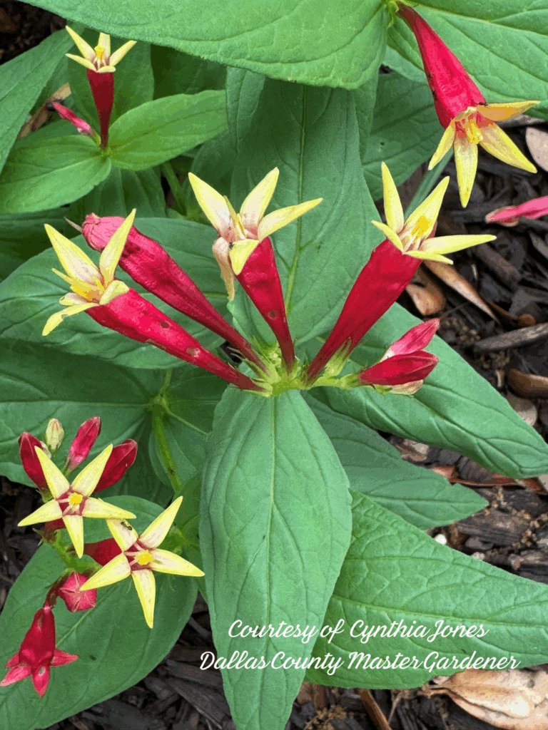 Courtesy of Cynthia Jones Dallas County Master Gardener