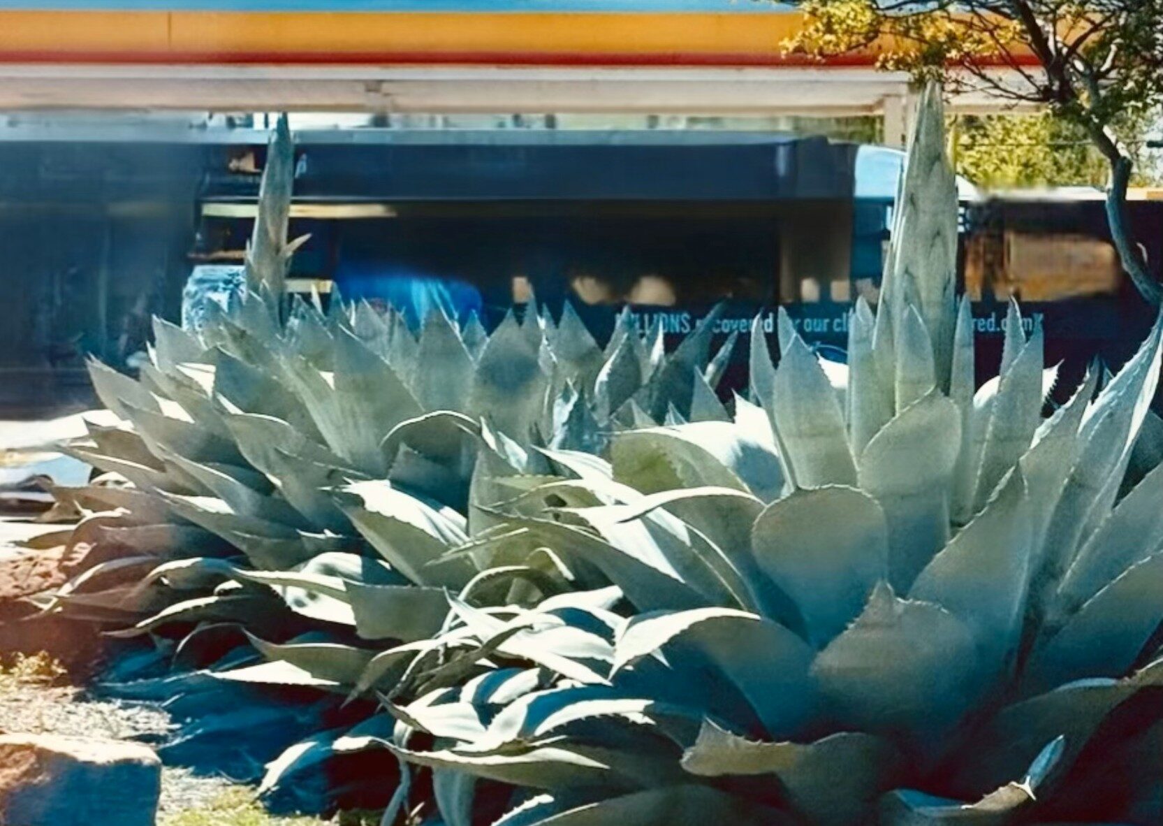 Name This Plant!