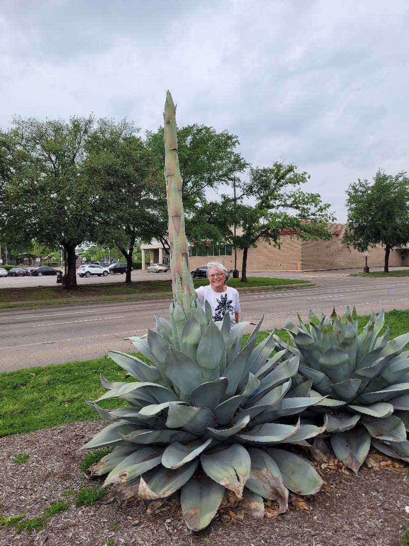 Roseann with Agave #3