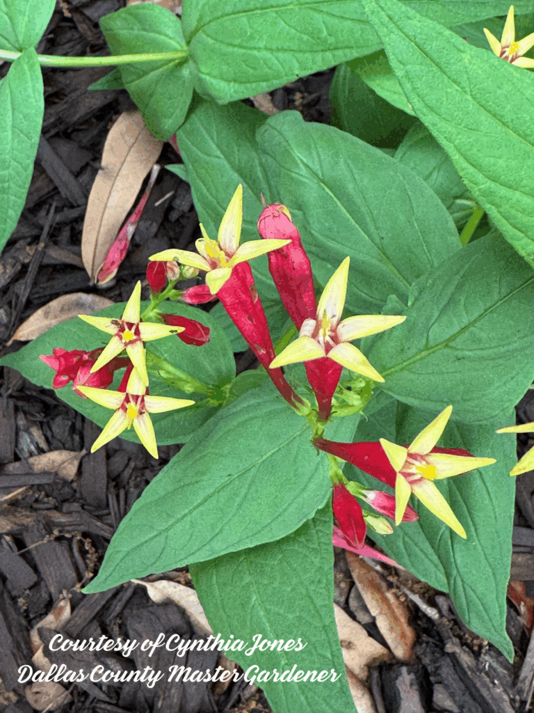 Spigelia M #2