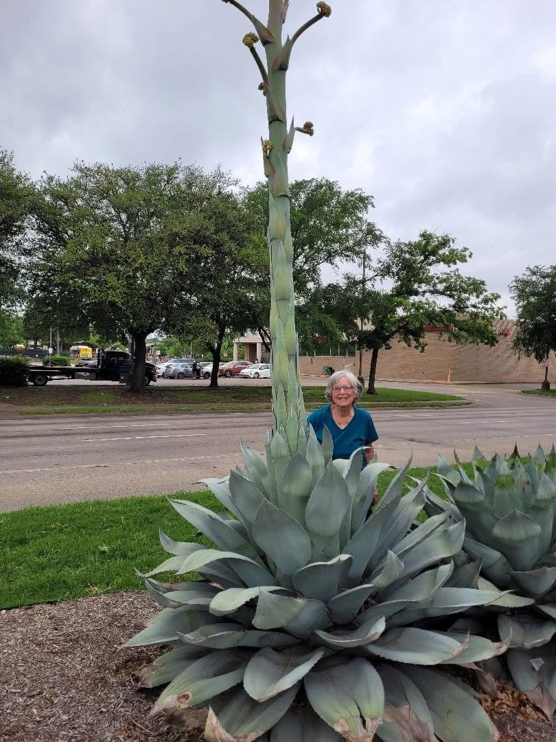 agave1