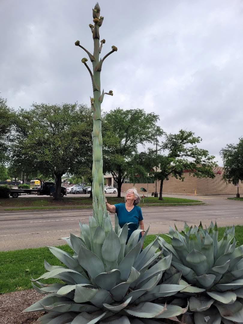 agave2
