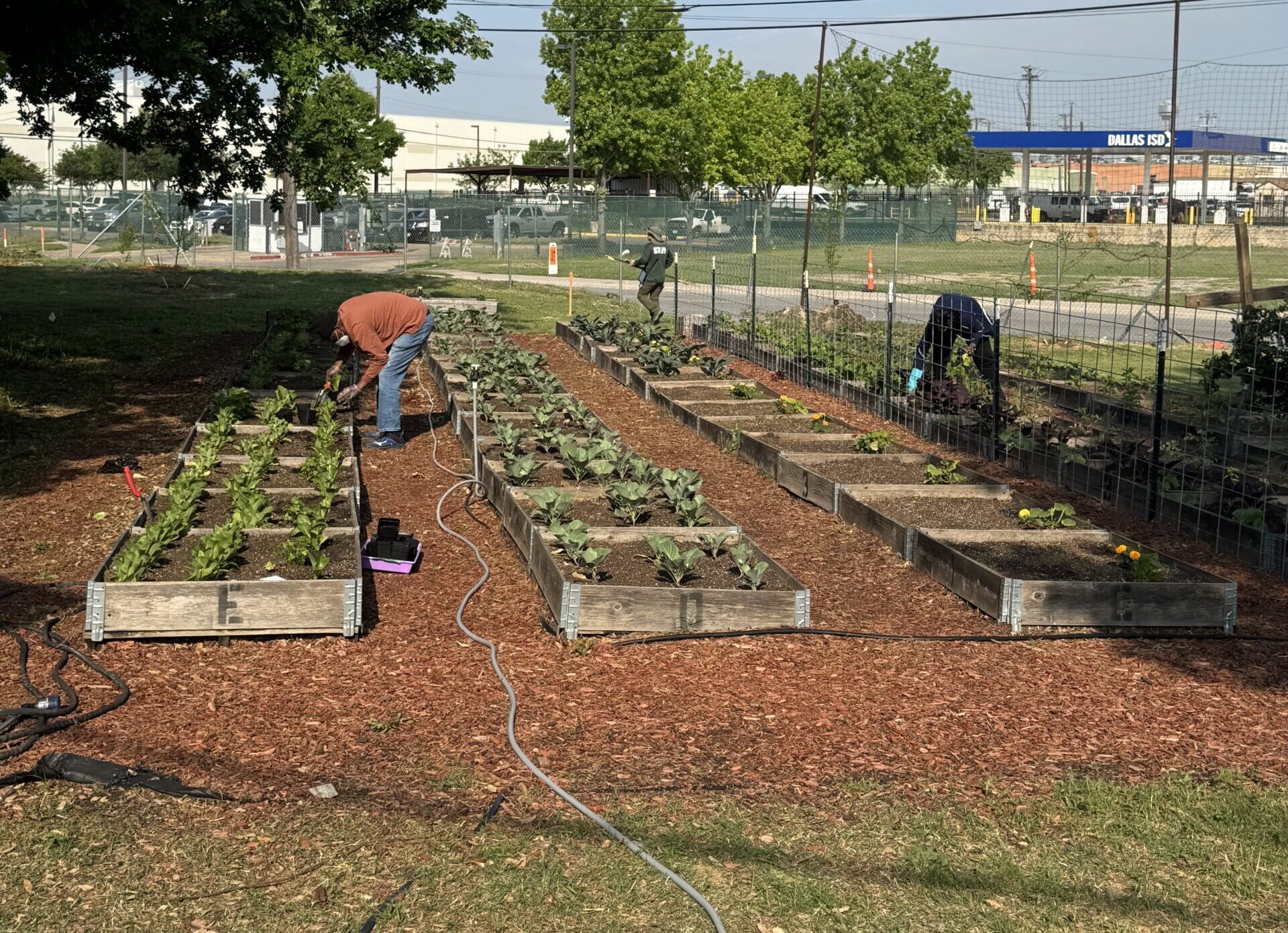 cornerstone community garden1
