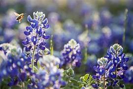 bluebonnets with bee