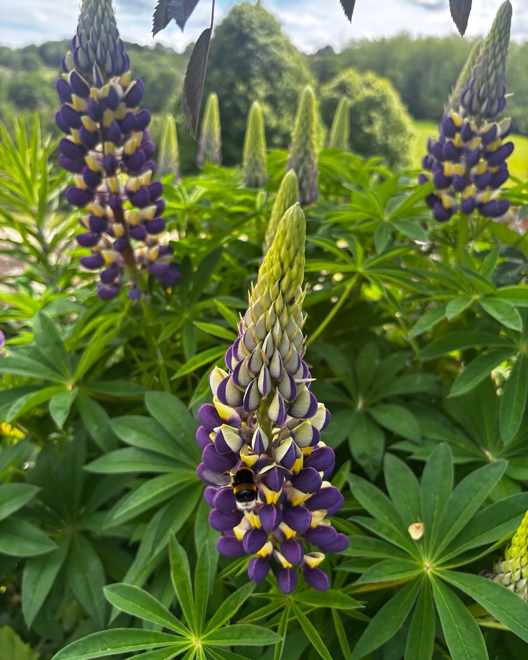 lupin purple with bee